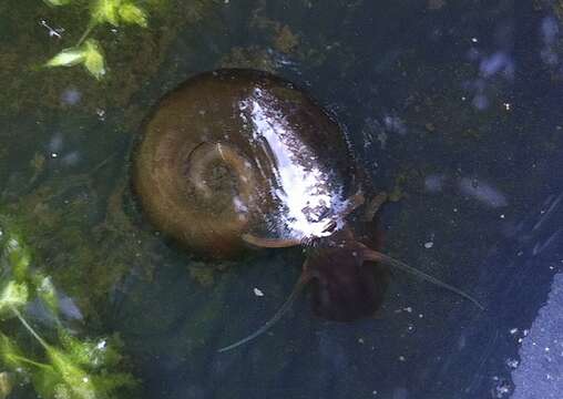 Image of Great Ram's Horn Snail