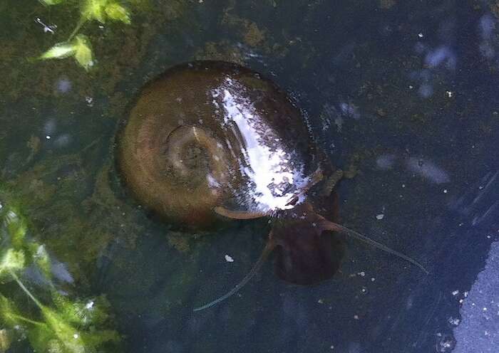 Image of Great Ram's Horn Snail