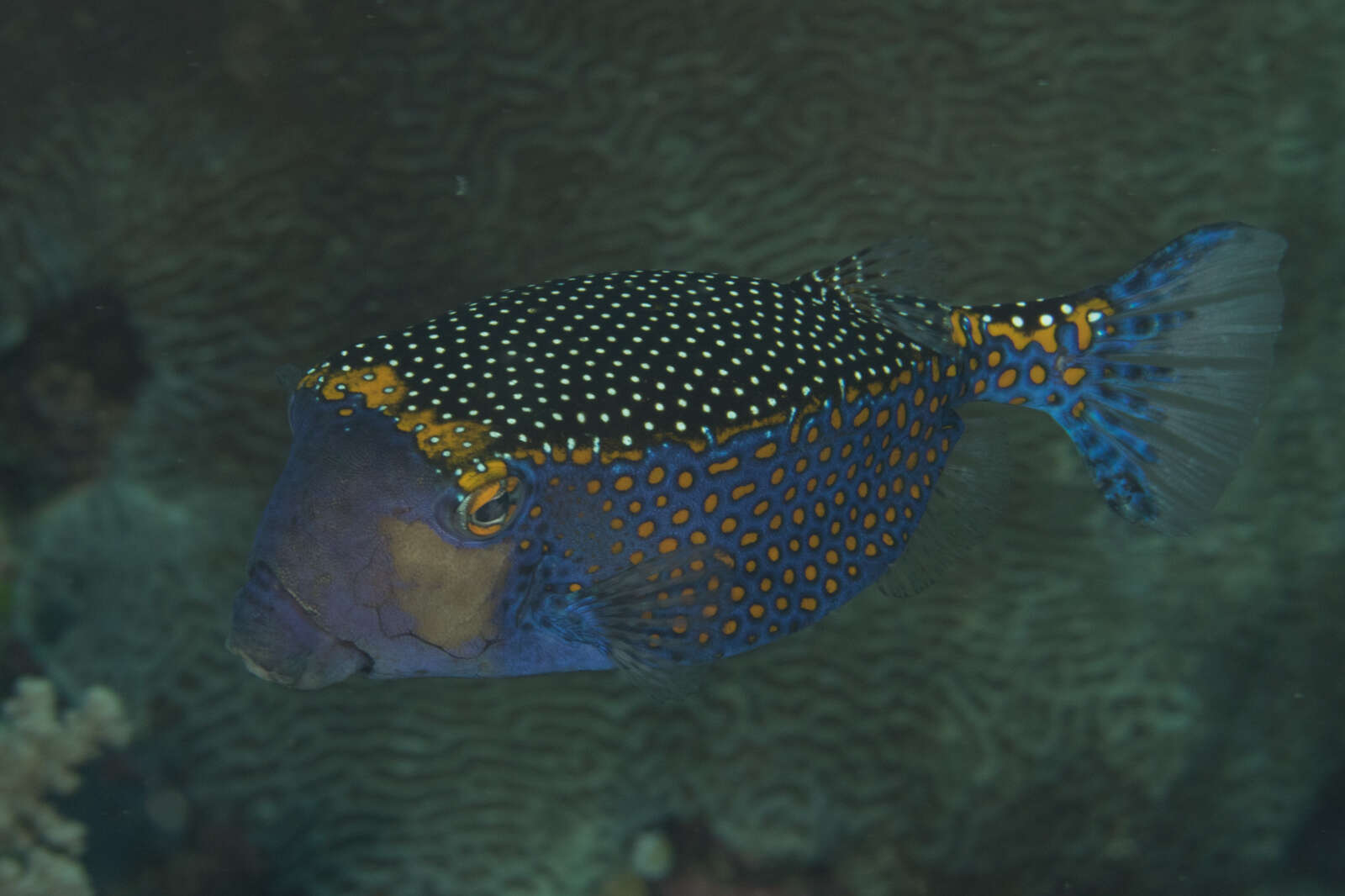 Image of Spotted boxfish