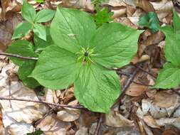 Image of herb Paris