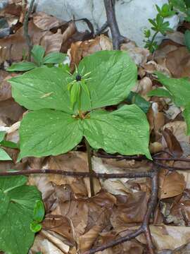 Image of herb Paris