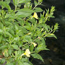 Image of common evening primrose