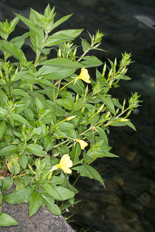 Image of common evening primrose