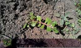 Image of common purslane