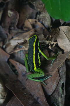 Image of Sapito Dardo Trilistado