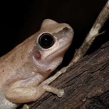 Image of Desert Tree Frog