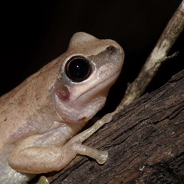 Imagem de Litoria rubella (Gray 1842)