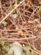 Image of Rubus amplificatus Lees