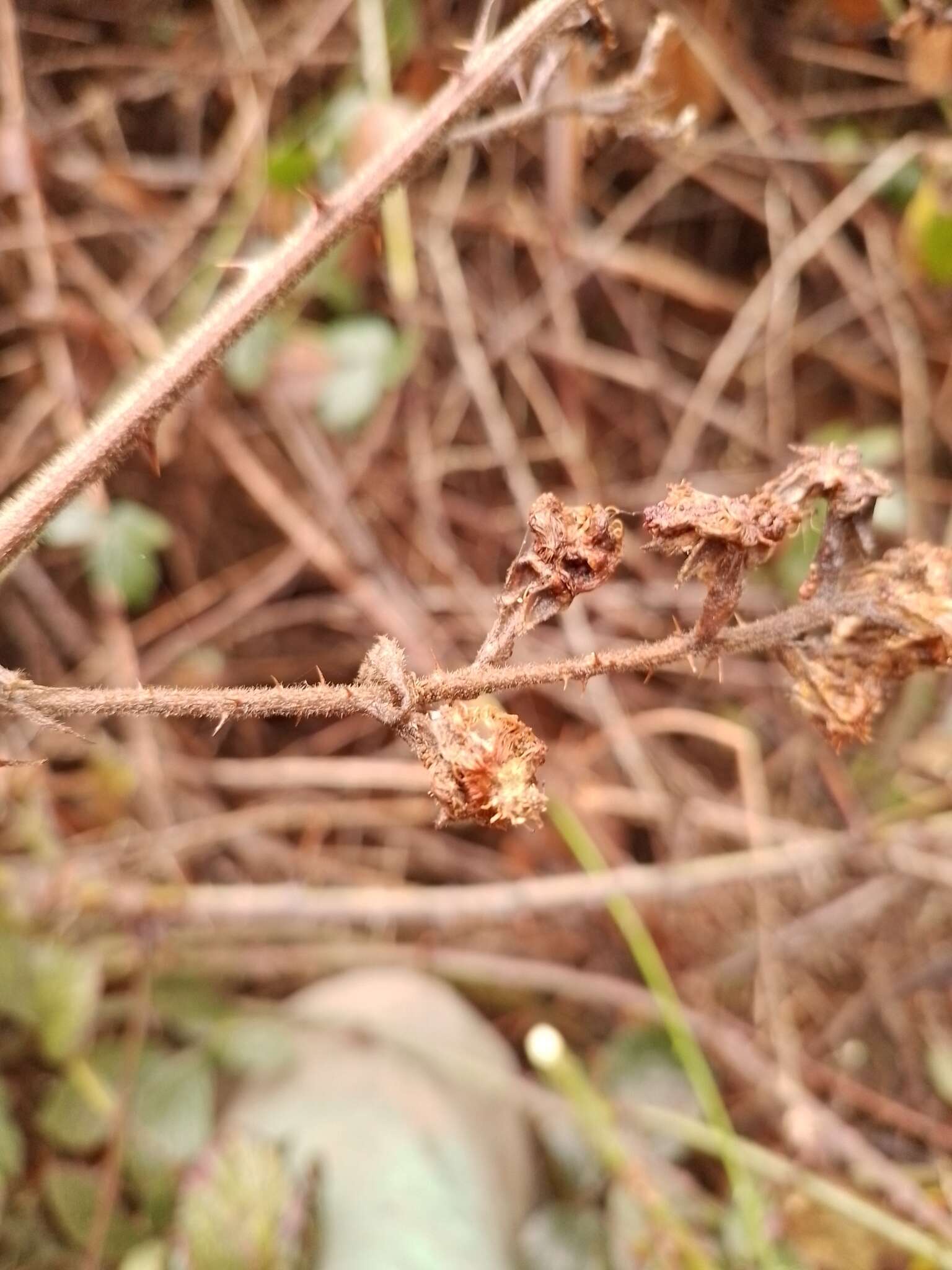 Слика од Rubus amplificatus Lees