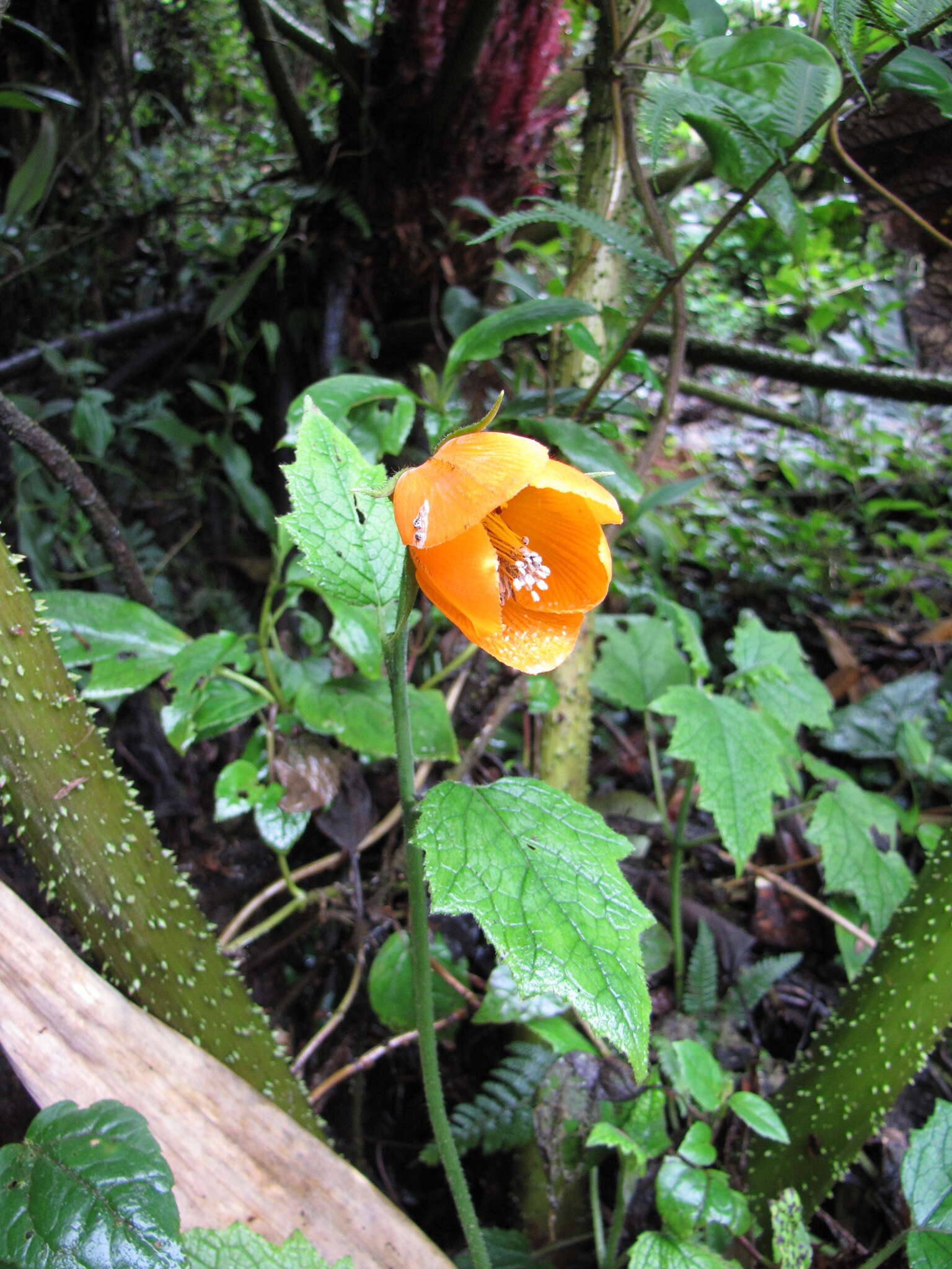 Nasa grandiflora (Lam.) Weigend resmi