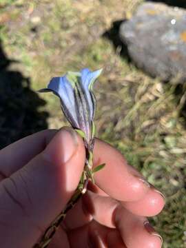 Image of Gentiana ornata (Wall. ex G. Don) Griseb.