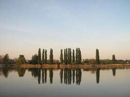 Image of Black Poplar