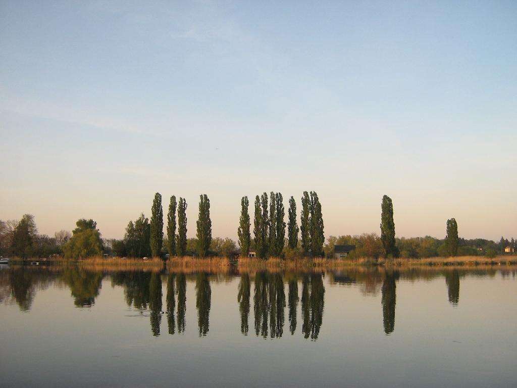 Image of Black Poplar