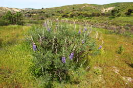 Image of silver lupine