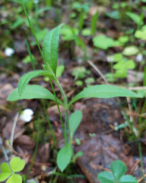 صورة Cerastium pauciflorum Stev. ex Ser.