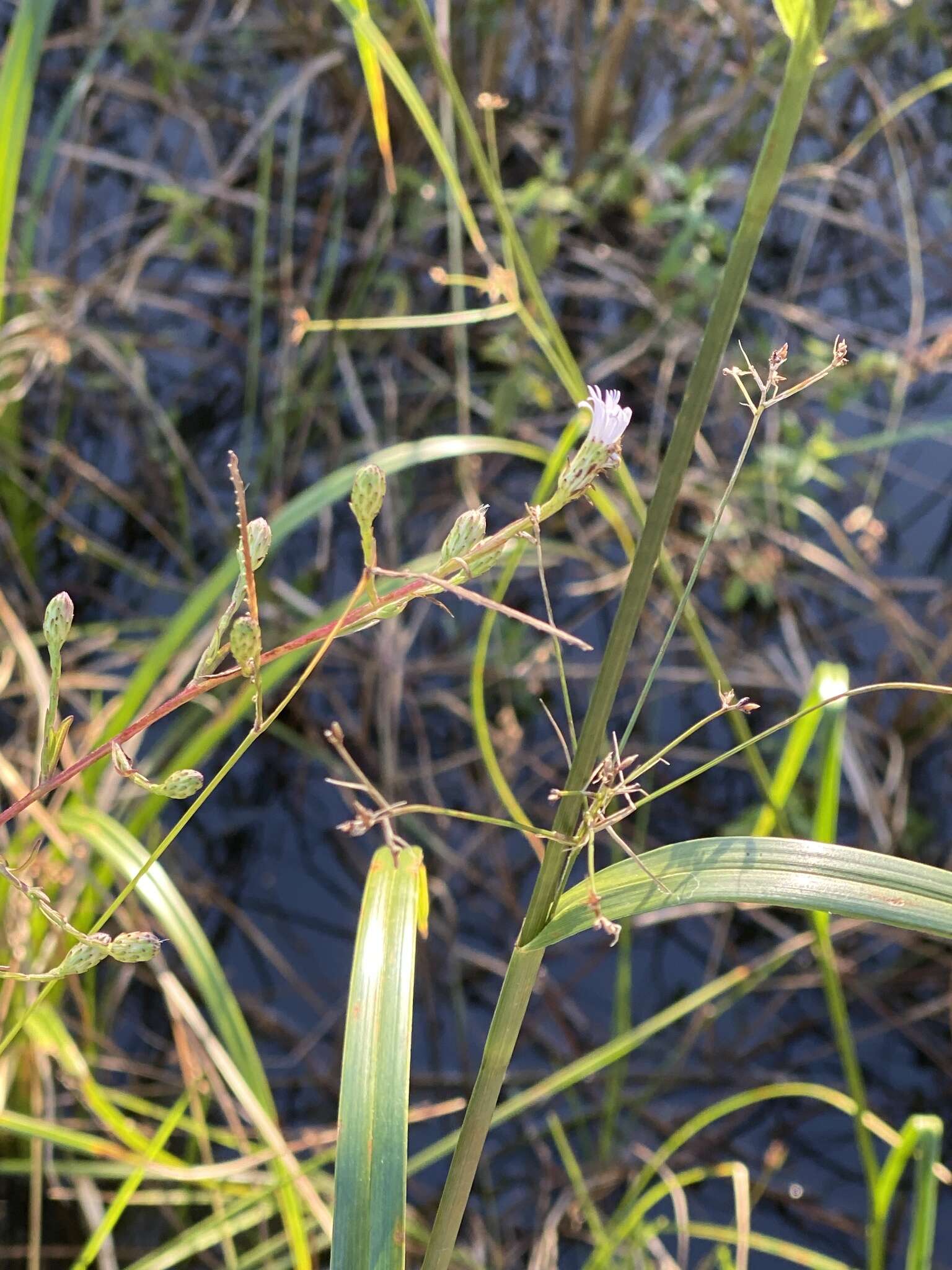 Image of Island American-Aster