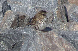 Image de Passerculus sandwichensis beldingi Ridgway 1885