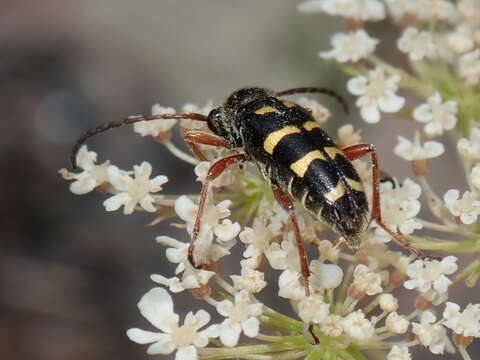 Plancia ëd Typocerus sparsus Le Conte 1878