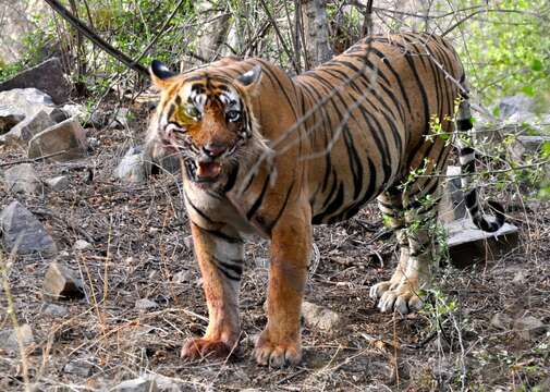 Image de tigre du Bengale