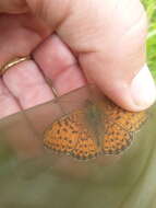 Image of Twin-spot Fritillary