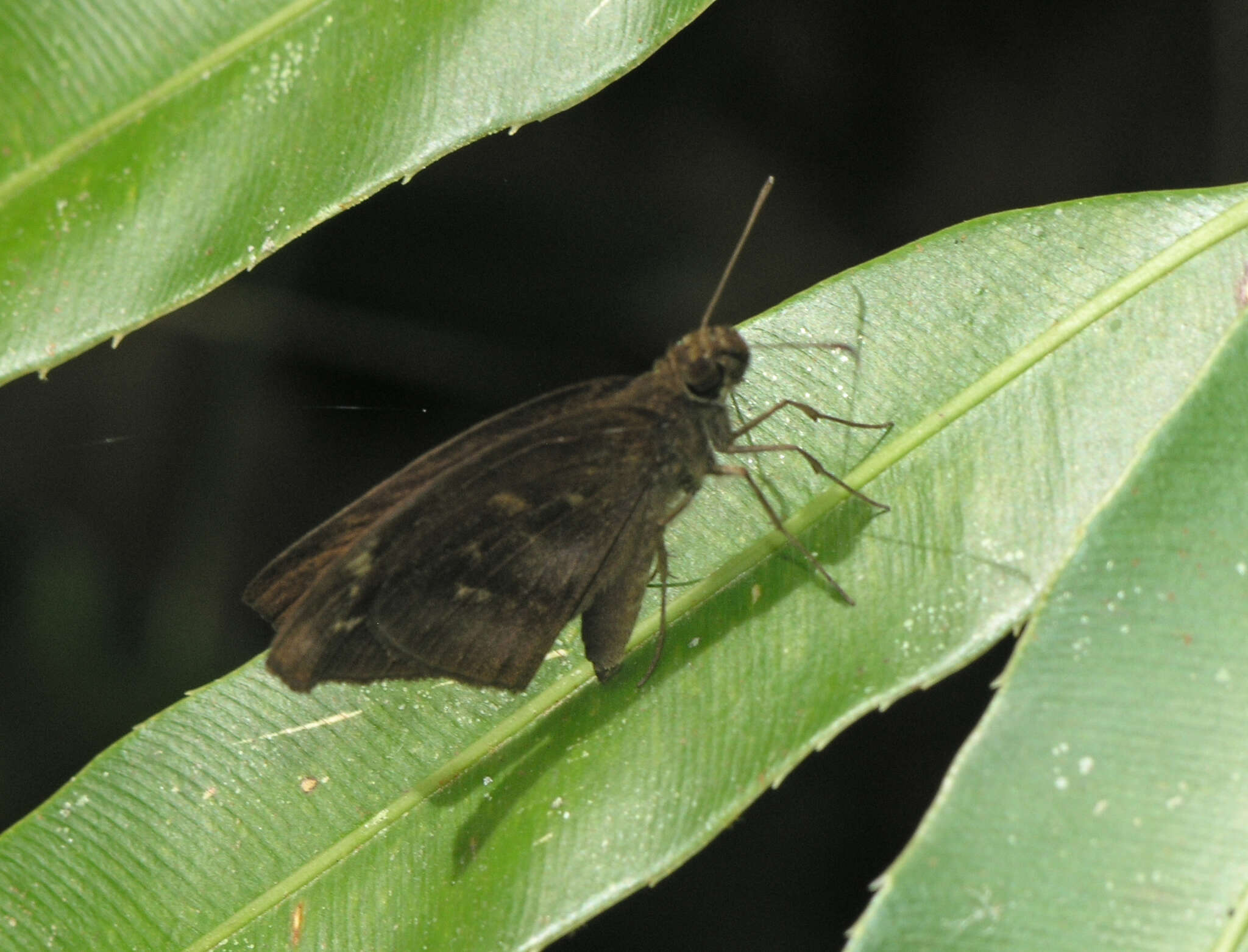 Image of Psolos fuligo subfasciatus Moore 1878