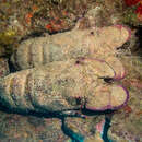 Image of Blunt Slipper Lobster