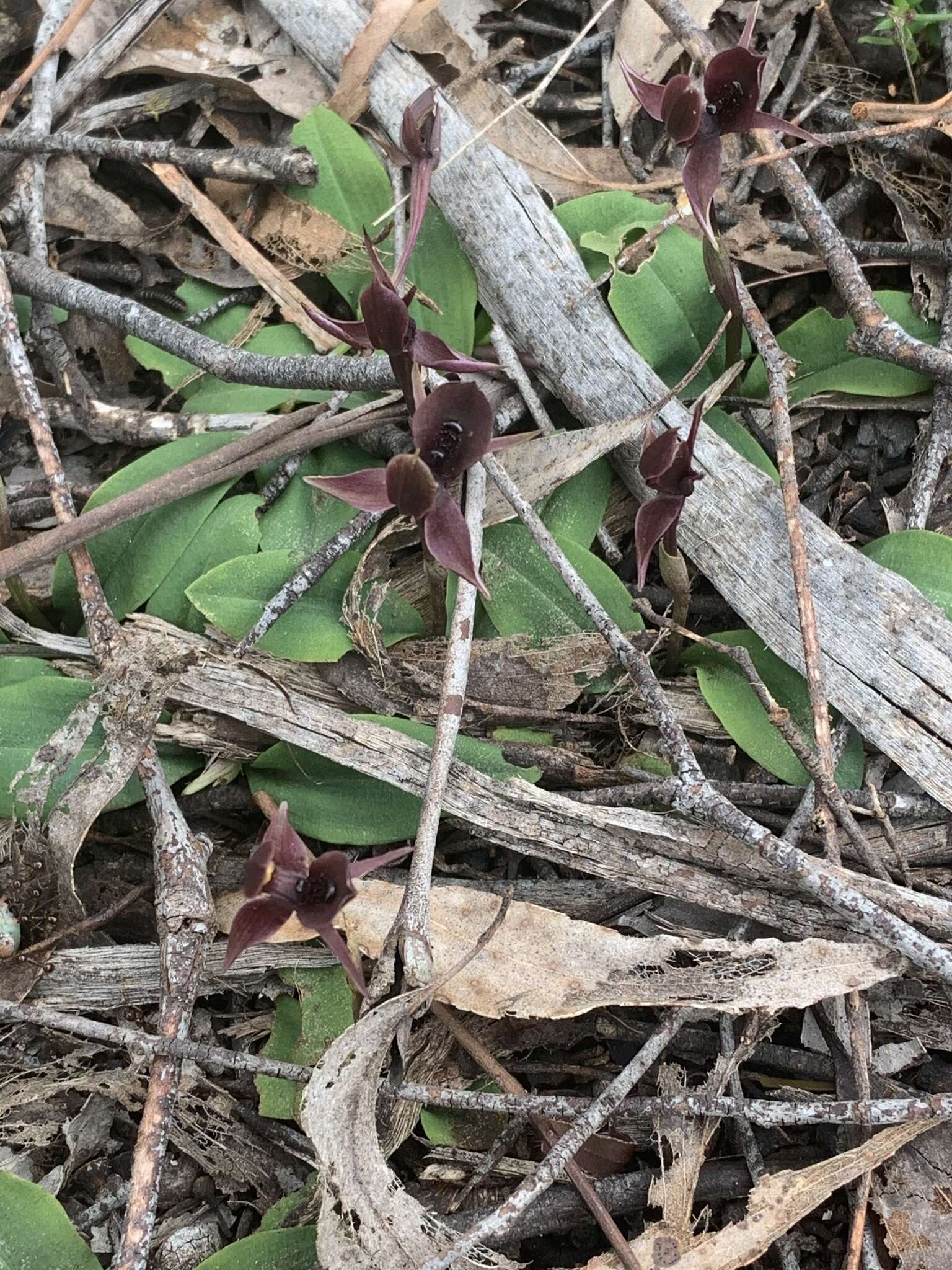 Image of Chiloglottis pescottiana R. S. Rogers