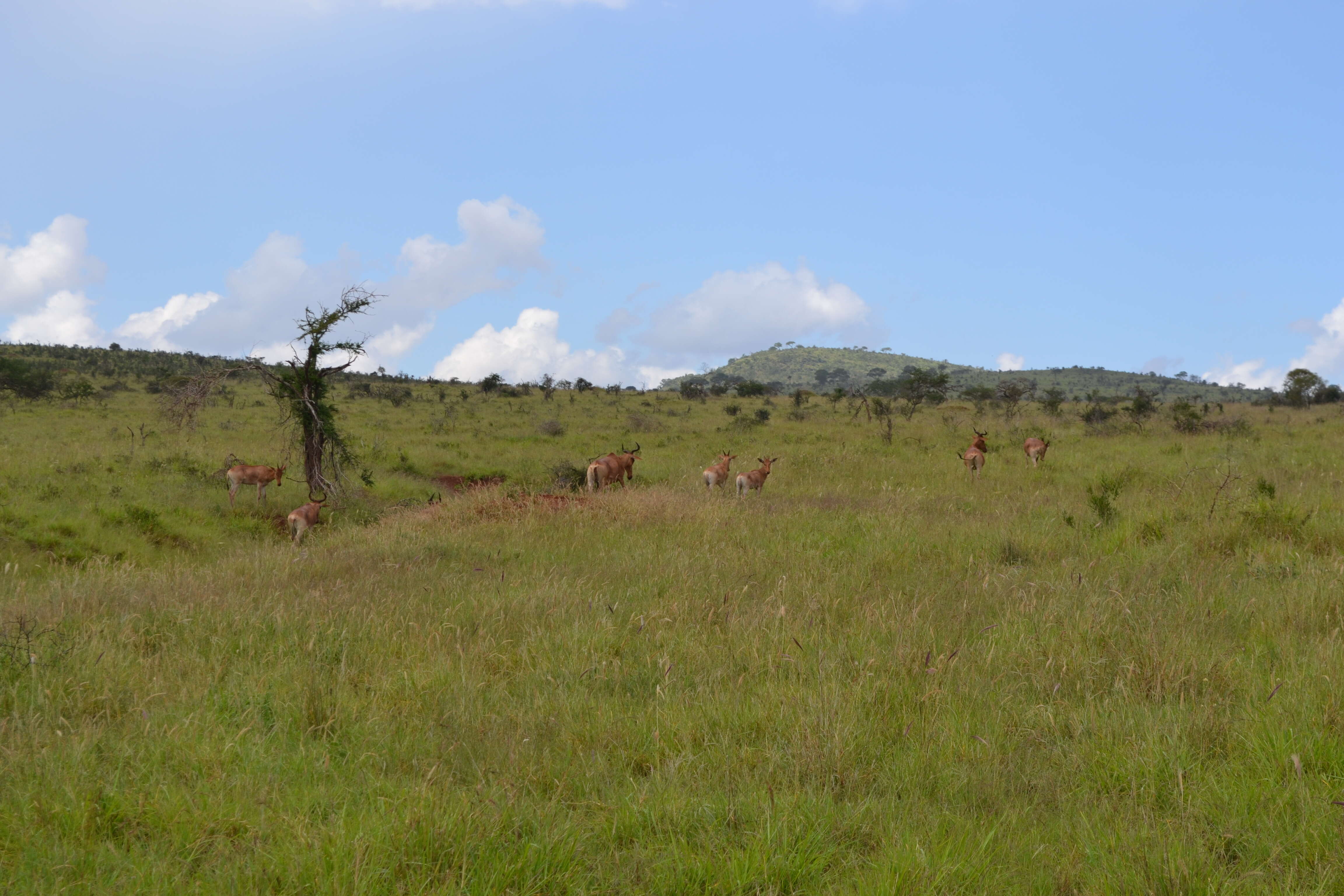 Image of Coke's Hartebeest