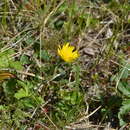 Image of alpine hawkweed