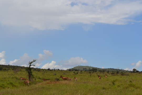 Image of Coke's Hartebeest