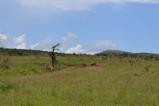 Image of Coke's Hartebeest