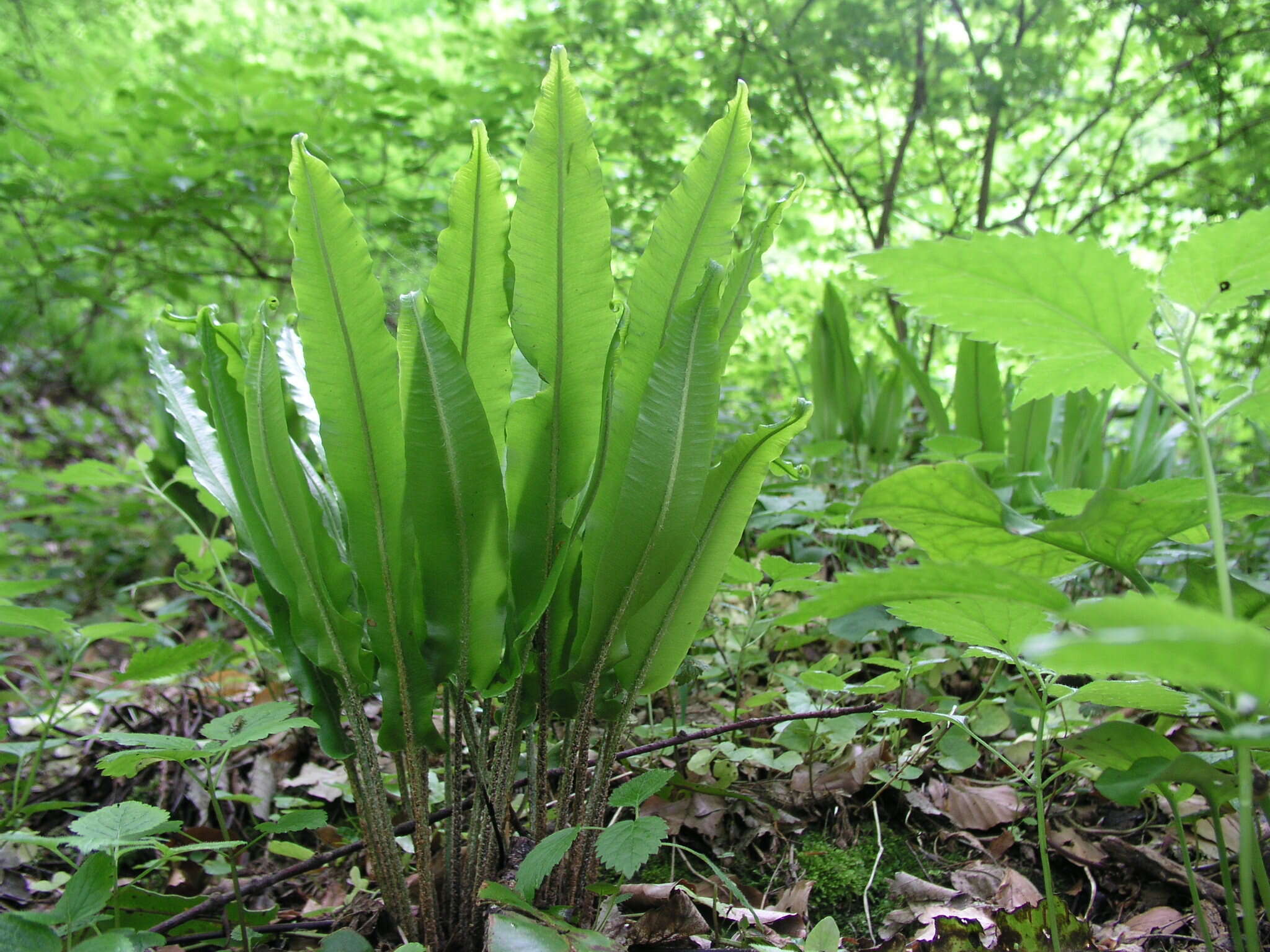 Image of Hart's tonguefern