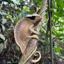 Image of Crested Chameleon