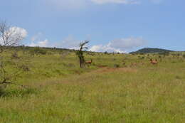 Image of Coke's Hartebeest