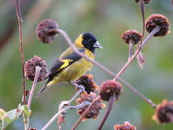 Image of Black-headed Siskin