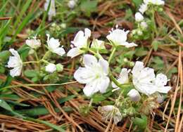 Image of smallflower phacelia