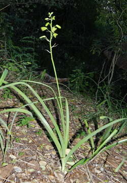 Image of Albuca abyssinica Jacq.