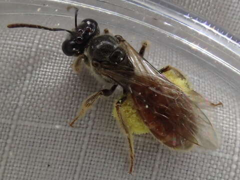 Lasioglossum noctivaga Linsley & MacSwain 1962的圖片