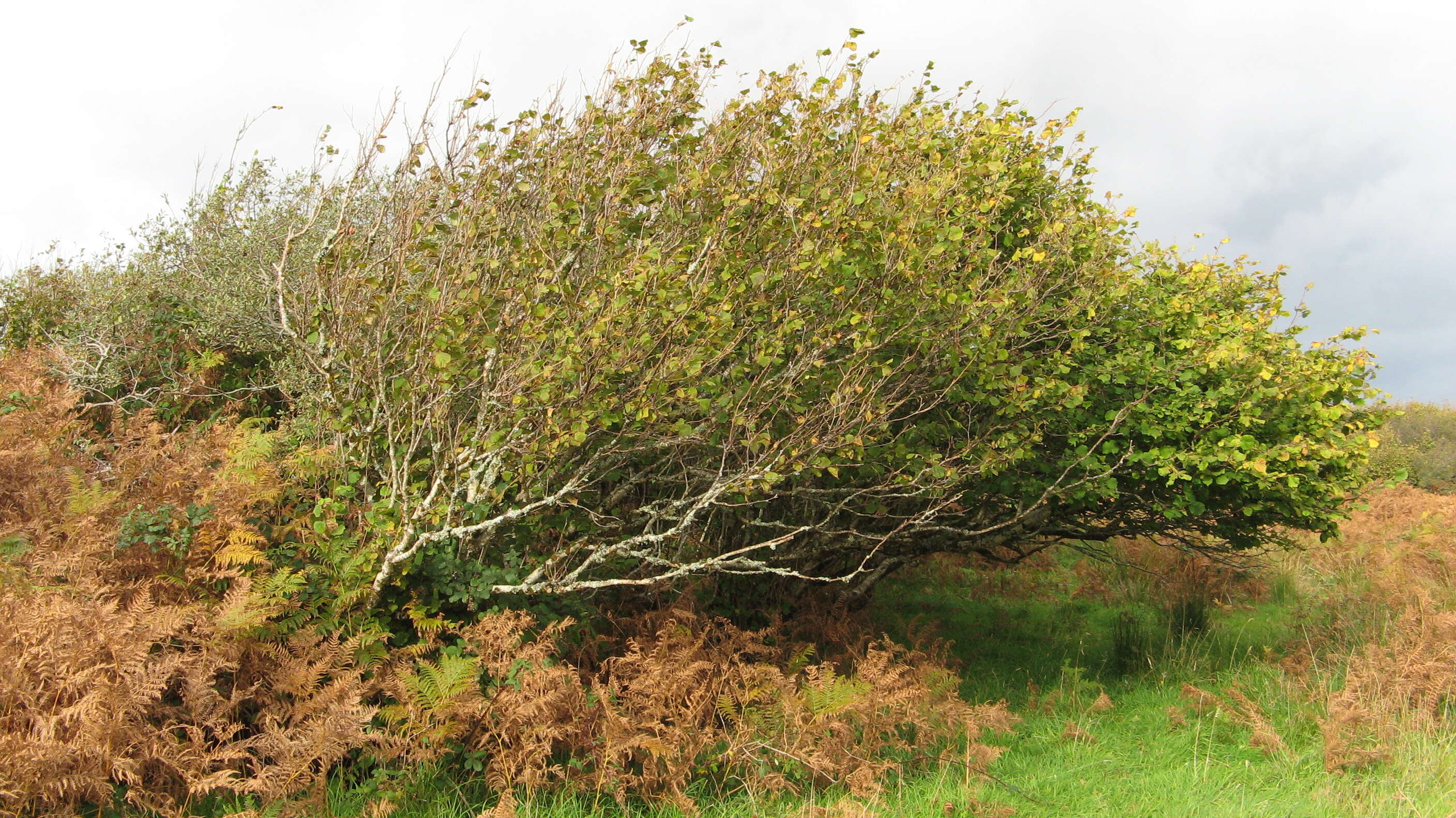 Image of Cobnut