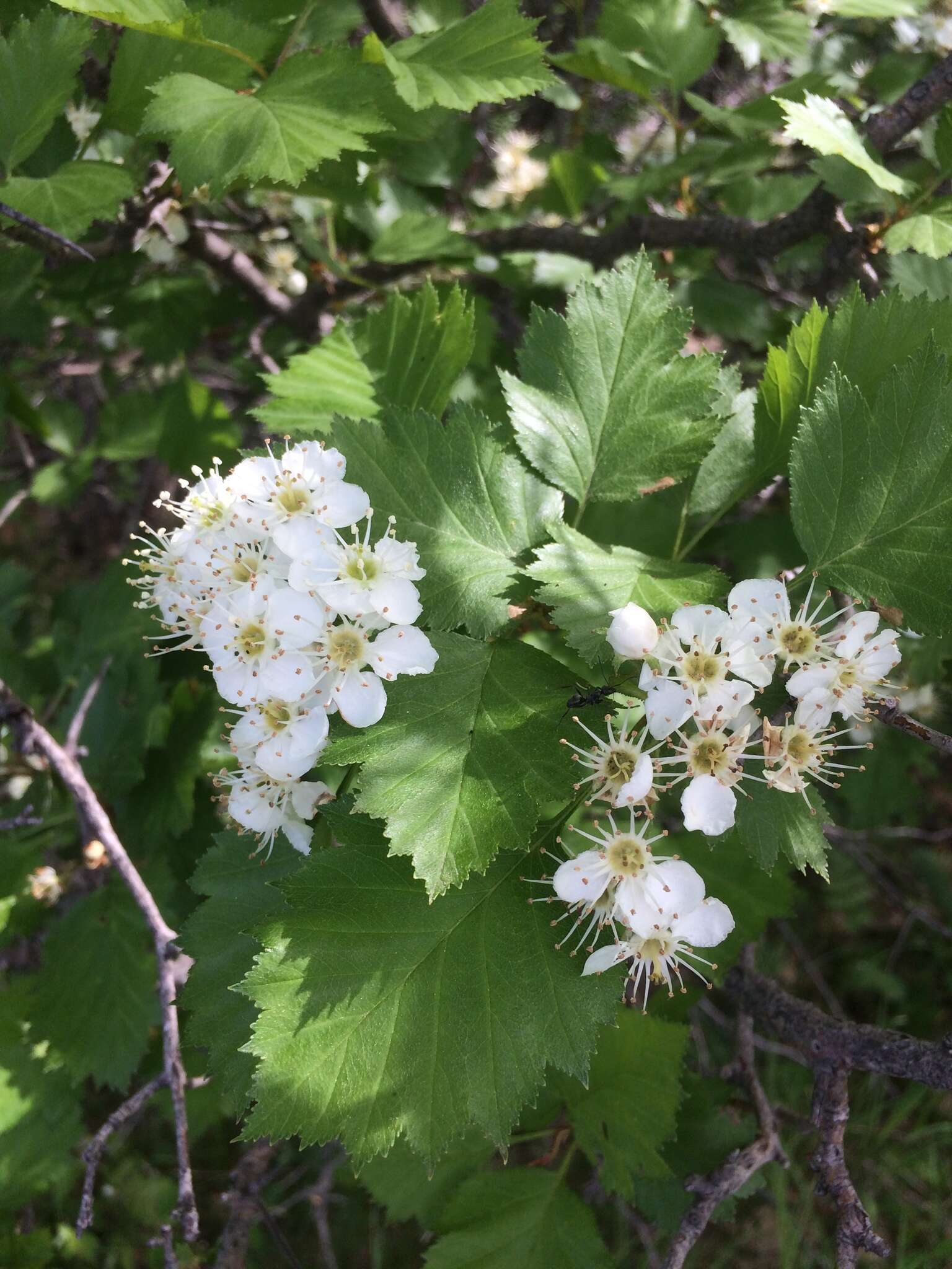 Imagem de Crataegus irrasa Sarg.