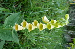 Imagem de Digitalis grandiflora Mill.