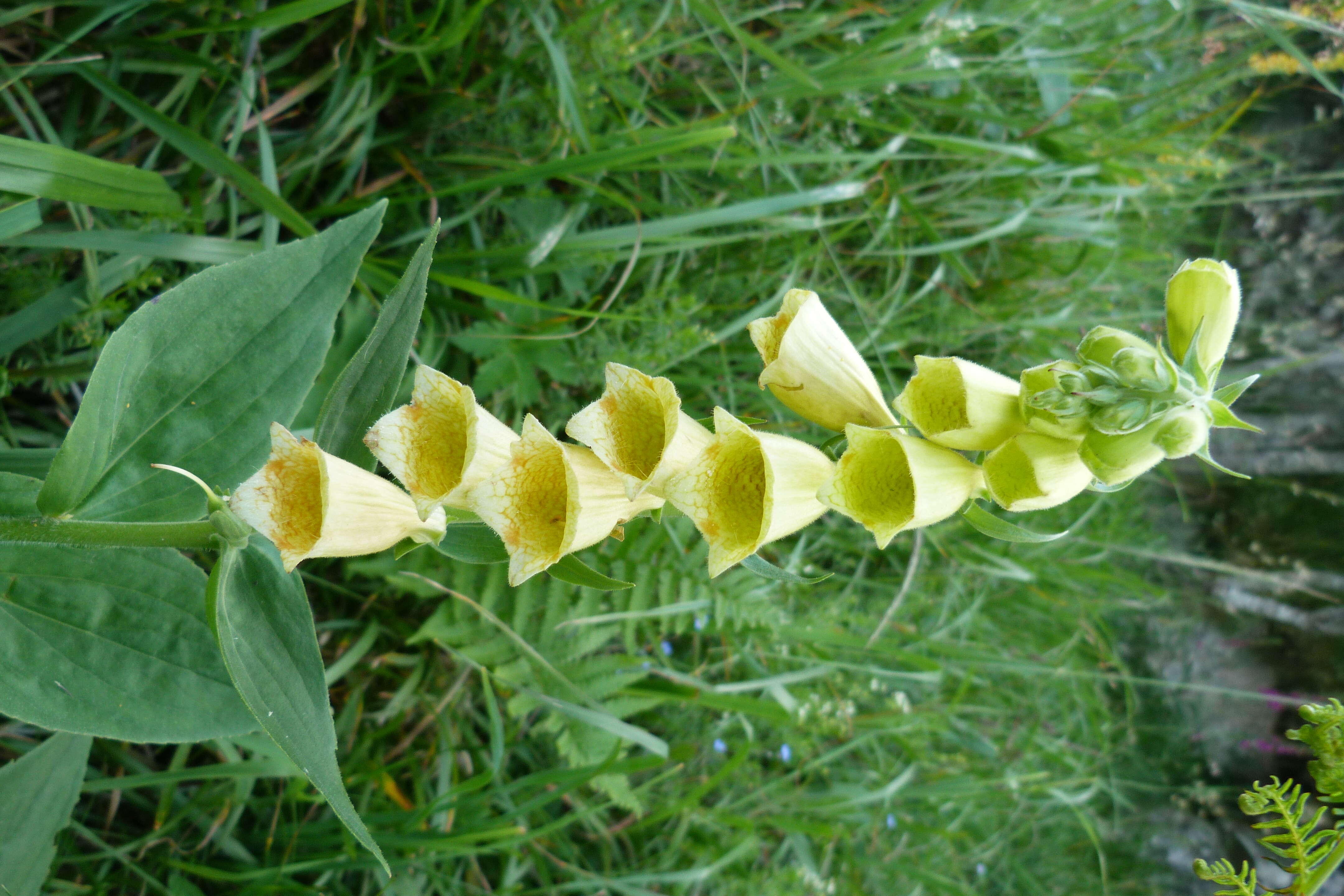 Imagem de Digitalis grandiflora Mill.