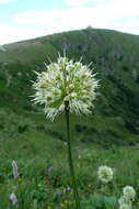 Imagem de Allium victorialis L.