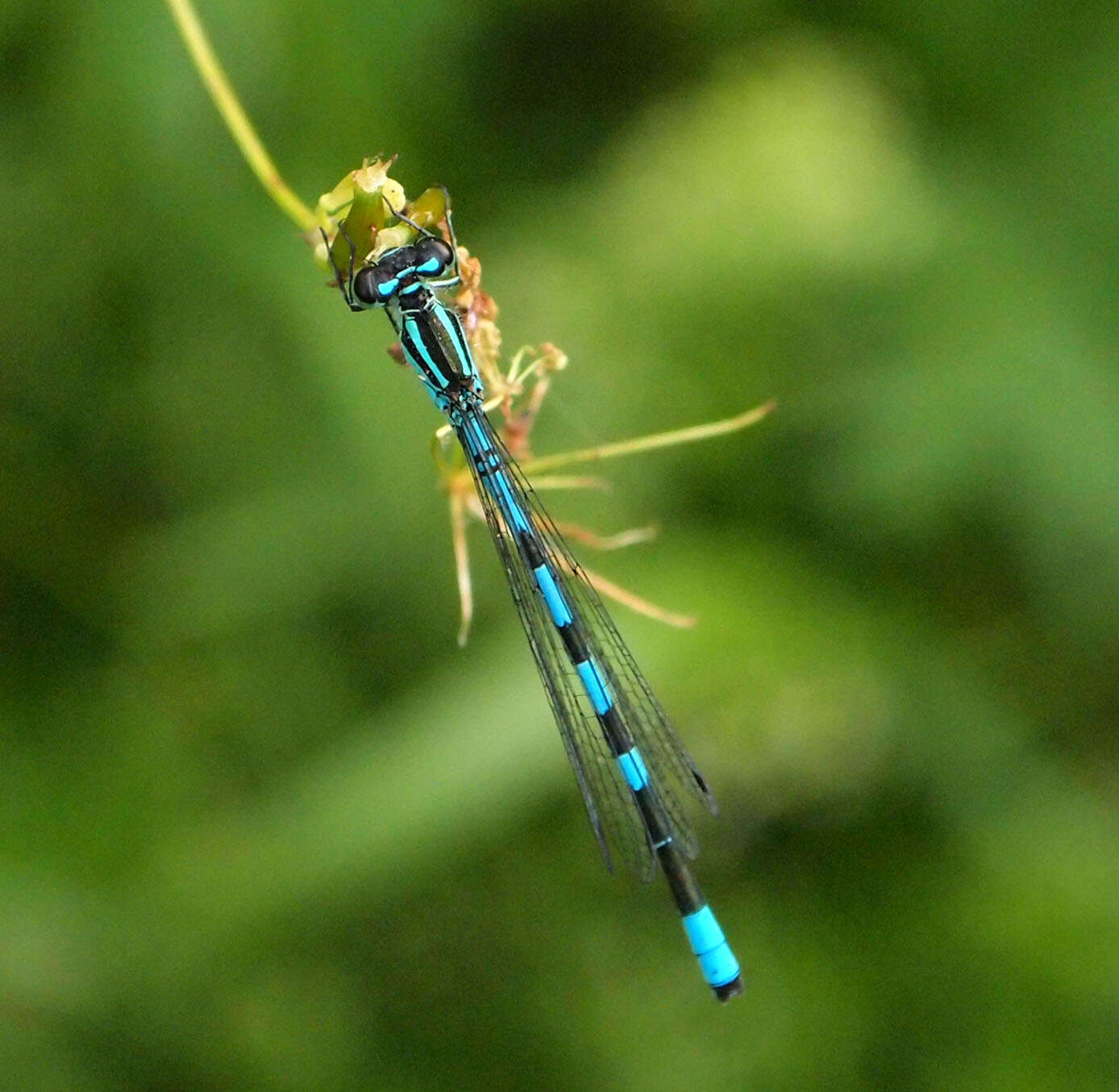 Image of Azure Bluet