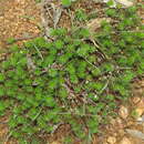 Sivun Stylidium adnatum R. Br. kuva