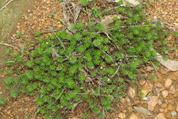 Image of Stylidium adnatum R. Br.