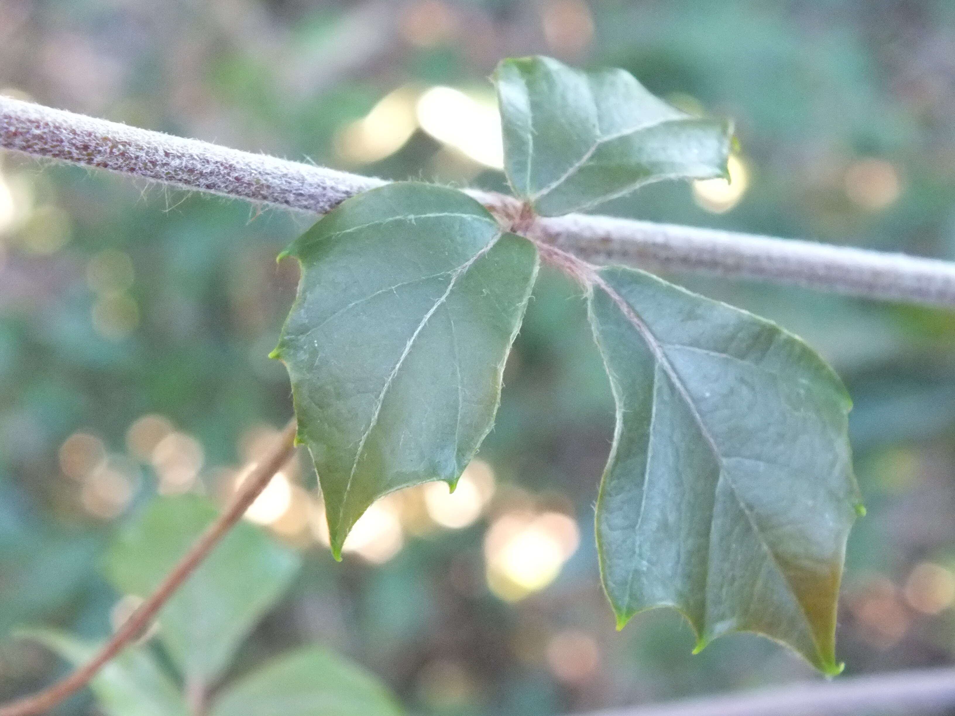 Plancia ëd Rhoicissus rhomboidea (E. Mey. ex Harv.) Planch.