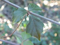 Plancia ëd Rhoicissus rhomboidea (E. Mey. ex Harv.) Planch.