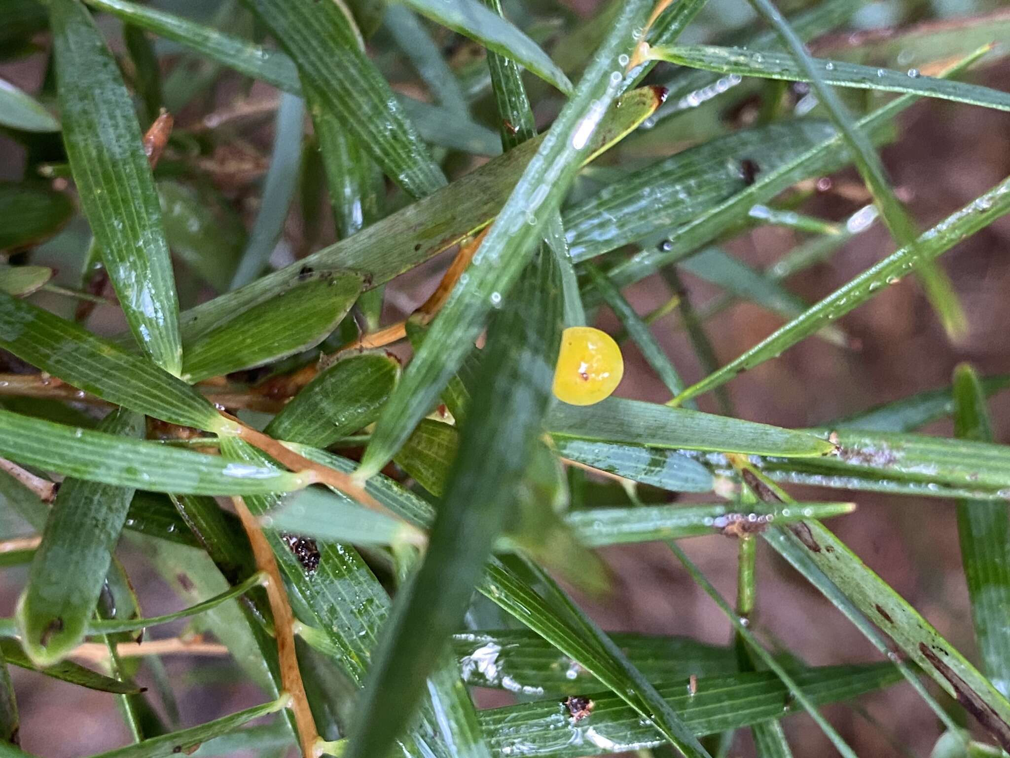 Image of Leucopogon australis R. Br.