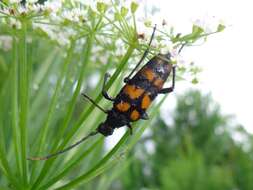 Image of Leptura quadrifasciata Linné 1758